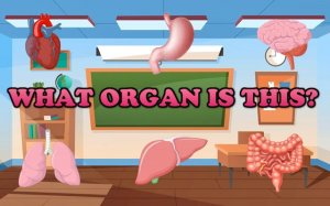 Body Organ Quiz Puzzle