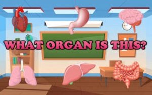 Human Anatomy Puzzle Quiz