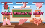 Human Anatomy Puzzle Quiz